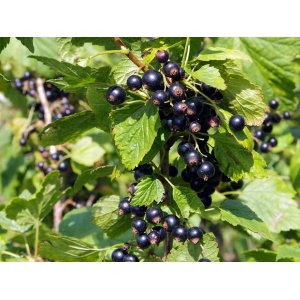 Ríbezľa čierna (Ribes nigrum) ´BEN CONAN´- výška 70-100 cm, kont. C2L - STROMČEKOVÁ/NA KMIENKU